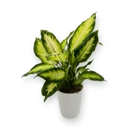 PottedDiffenbachiaPlant